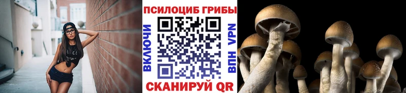 Псилоцибиновые грибы Psilocybe Снежногорск