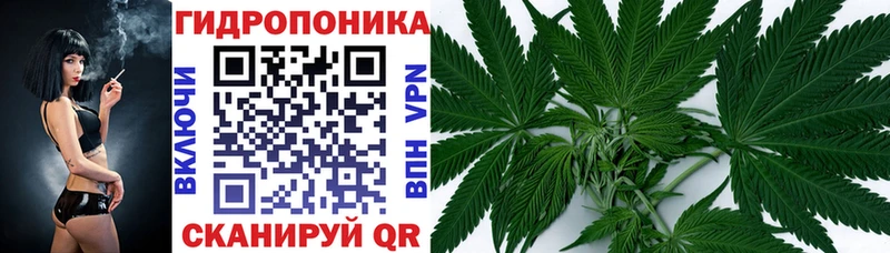 Бошки Шишки сатива  закладки  Снежногорск 